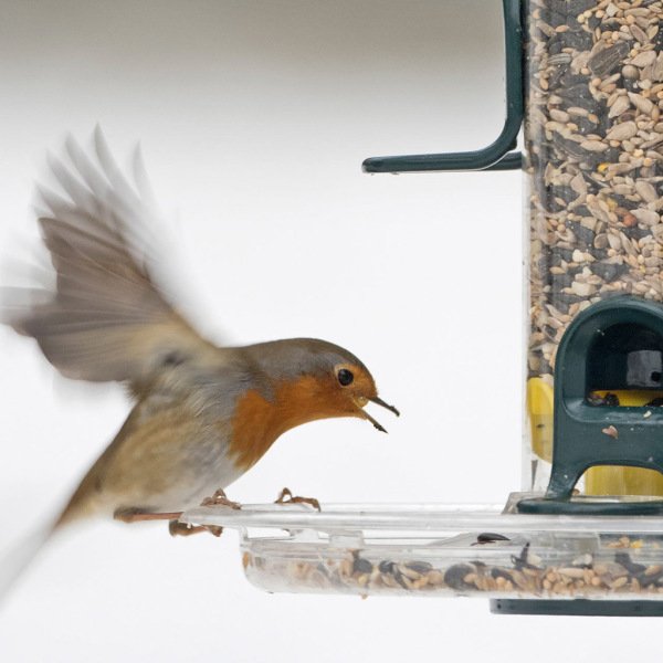 BIG EASY (SEED FEEDER) TRAY