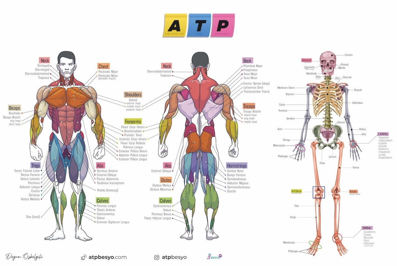 ATP BESYO ÖABT Beden Eğitimi Öğretmenliği Dev Anatomi Posteri - Doğan Özbölgili ATP BESYO Yayınları