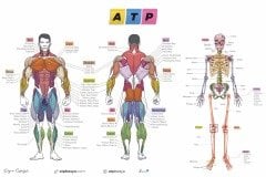 ATP BESYO ÖABT Beden Eğitimi Öğretmenliği Dev Anatomi Posteri - Doğan Özbölgili ATP BESYO Yayınları