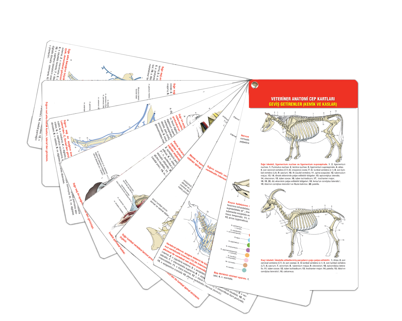 Veteriner Anatomi Cep Kartları Geviş Getirenler (Kemik ve Kaslar)