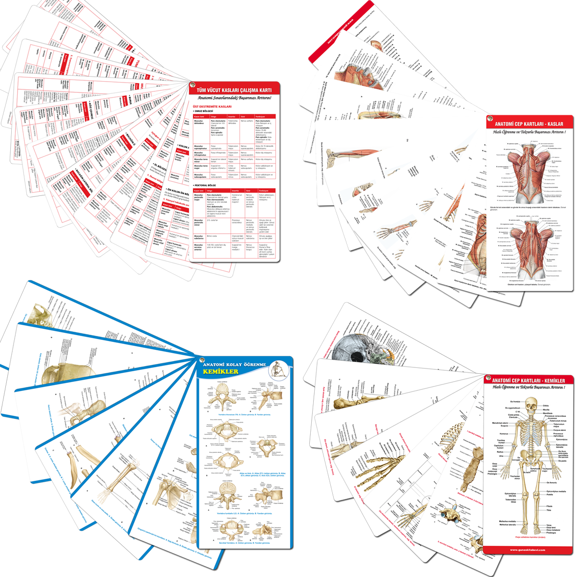 50.Yıl - Muhteşem Anatomi Cep Kartları Seti