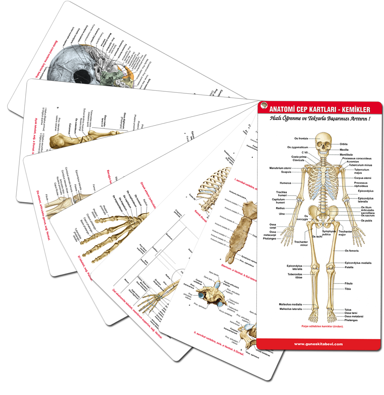 Anatomi Cep Kartları - Kemikler