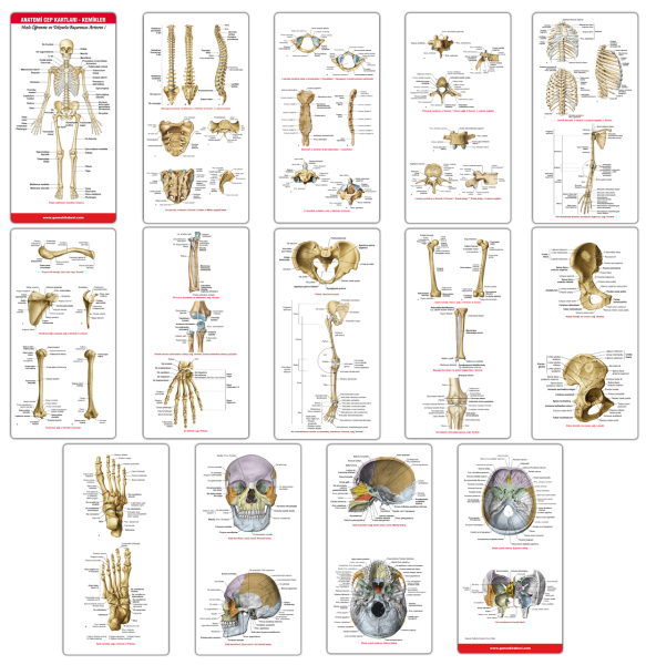 Anatomi Cep Kartları - Kemikler