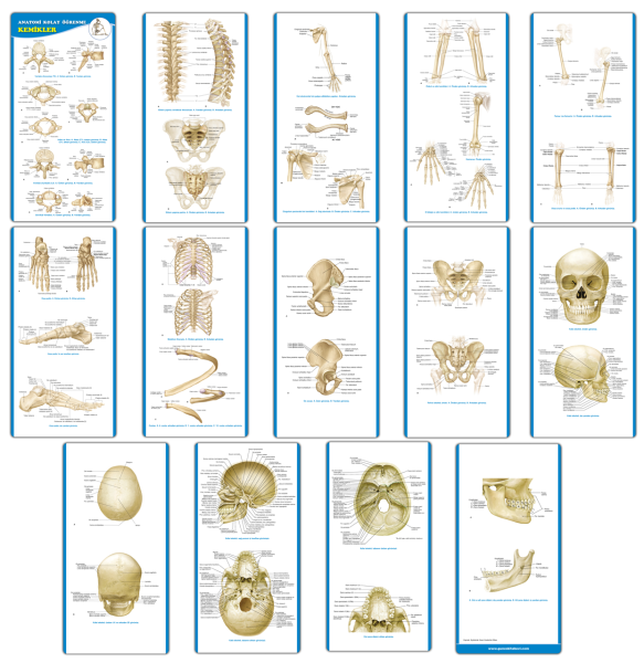Anatomi Kolay Öğrenme – Kemikler Cep Kartı