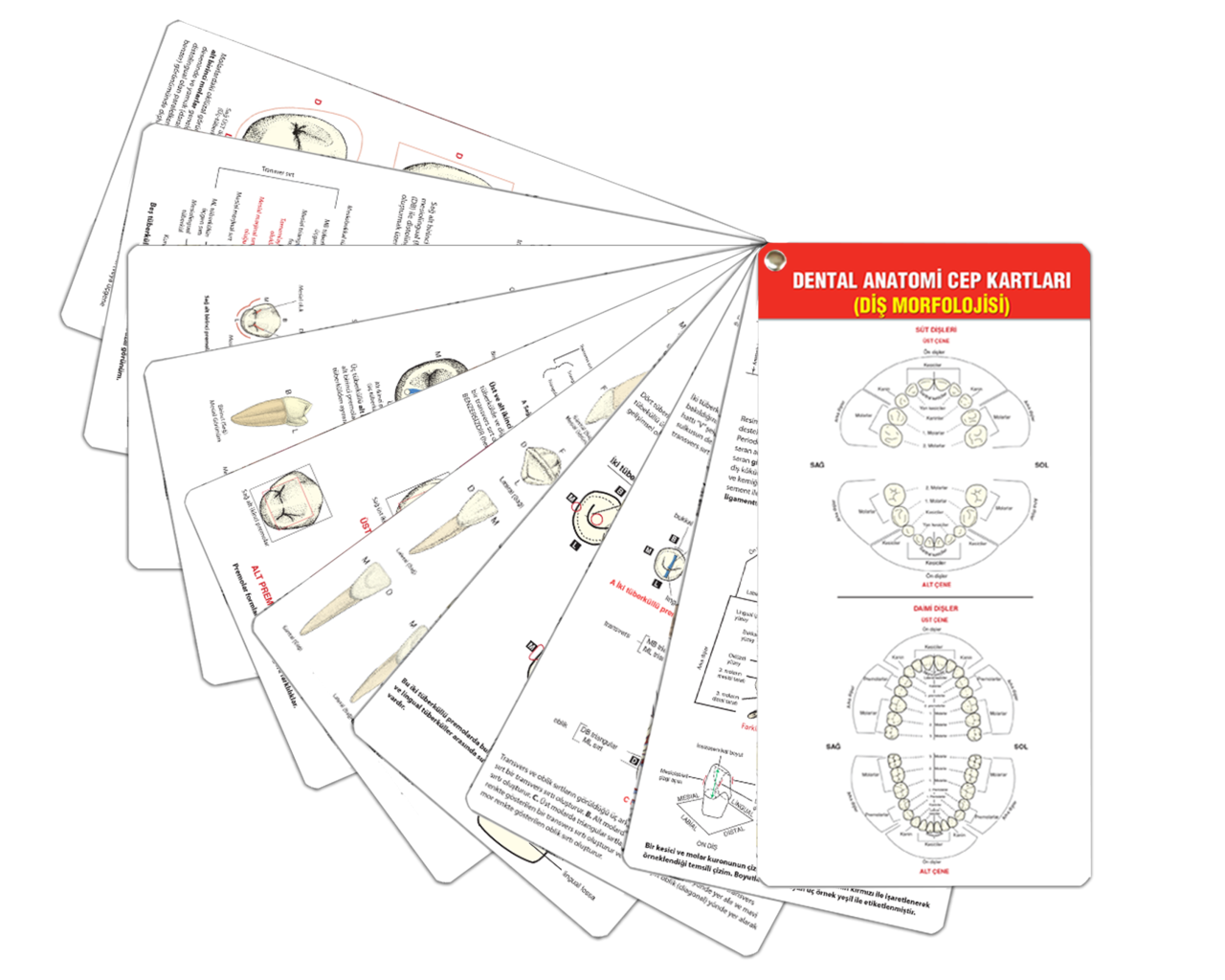 Dental Anatomi Cep Kartları (Diş Morfolojisi)