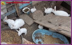 Yeni Zelanda Irkı yavru tavşan satış satanlar beyaz ısparta merkez içi teslim şehirdışı kargo yoktur 1-2-3 haftalık toptan yada adet satılık