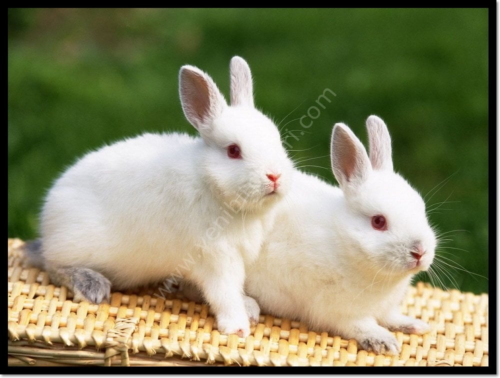 Yeni Zelanda Irkı yavru tavşan satış satanlar beyaz ısparta merkez içi teslim şehirdışı kargo yoktur 1-2-3 haftalık toptan yada adet satılık
