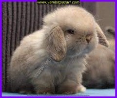 hollanda lop ırkı yavru tavşan farklı renkleri ve çok renkli  satış satanlar ısparta merkez içi teslim şehirdışı kargo yoktur 1-2-3 haftalık toptan yada adet satılık