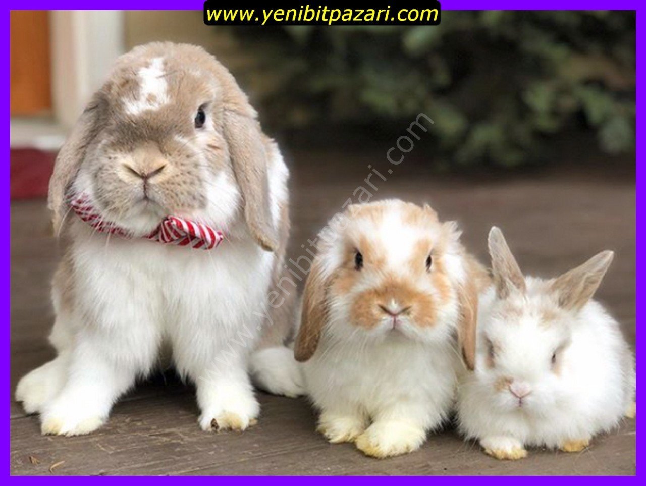 hollanda lop ırkı yavru tavşan farklı renkleri ve çok renkli  satış satanlar ısparta merkez içi teslim şehirdışı kargo yoktur 1-2-3 haftalık toptan yada adet satılık
