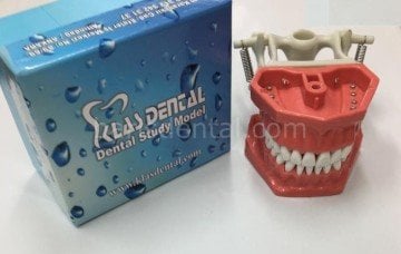 Klas Dental  Fantom Çene Modeli