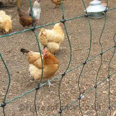 Tavuk Kümes Hayvanları İçin File Tipi Elektrikli Çit Sistemi