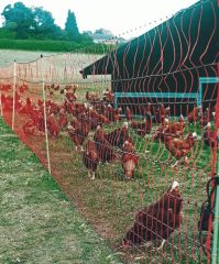 Alman Patura Tavuk Kümes Hayvanları İçin File Tipi Elektrikli Çit Sistemi