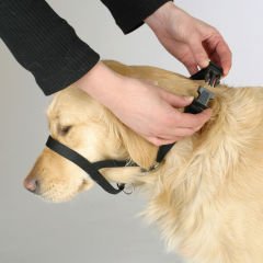Köpek Eğitim Tasması Maxi Coach 24 cm den küçük