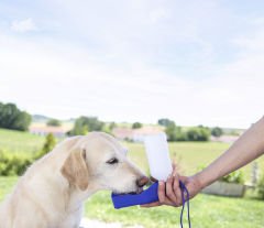 Köpek Seyahat Su Kabı [500ml]