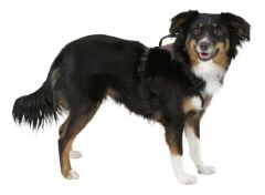 Köpek Gövde Tasması Pulsive Boyun 36-50cm - Göğüs 46-60cm