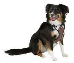 Köpek Gövde Tasması Pulsive Boyun 36-50cm - Göğüs 46-60cm