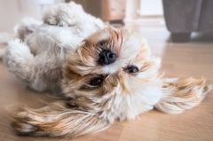 Dr.Seidel Köpek Sakinleştirici Diffüzör Stres Kaygı ve Davranış Problemi Çözümü