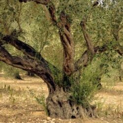 Zeytin Ağacının Hikayesi