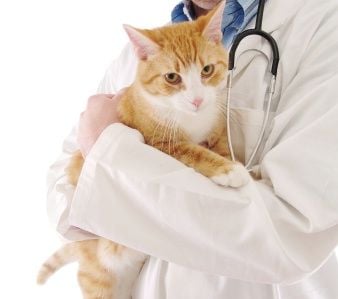 Kedilerde Herpes Virüsü Belirtileri ve Tedavileri