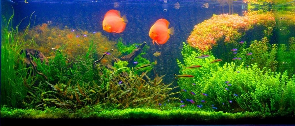 Bitkili Akvaryumda Discus