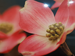 Misiny-Çiçek Digital Baskı Kanvas Tablo 001-60 x 40 cm
