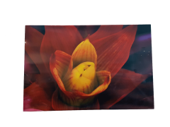 Misiny-Çiçek Digital Baskı Kanvas Tablo 002-60 x 40 cm