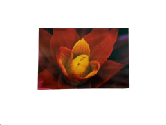 Misiny-Çiçek Digital Baskı Kanvas Tablo 002-60 x 40 cm