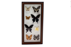 Misiny-Admiral Gerçek Kelebek Koleksiyonu