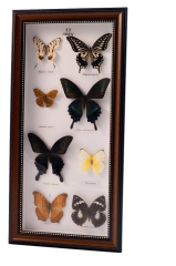 Misiny-Admiral Gerçek Kelebek Koleksiyonu