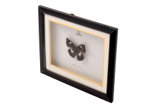 Misiny-Papillio Gerçek Kelebek Koleksiyonu