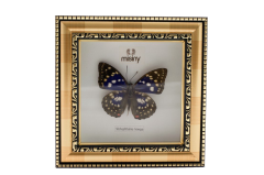 Misiny-Sarı Çerçeve Gerçek Kelebek Koleksiyonu