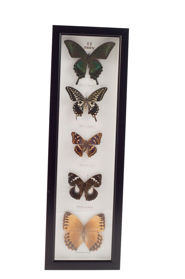 Misiny-Sasakia Gerçek Kelebek Koleksiyonu