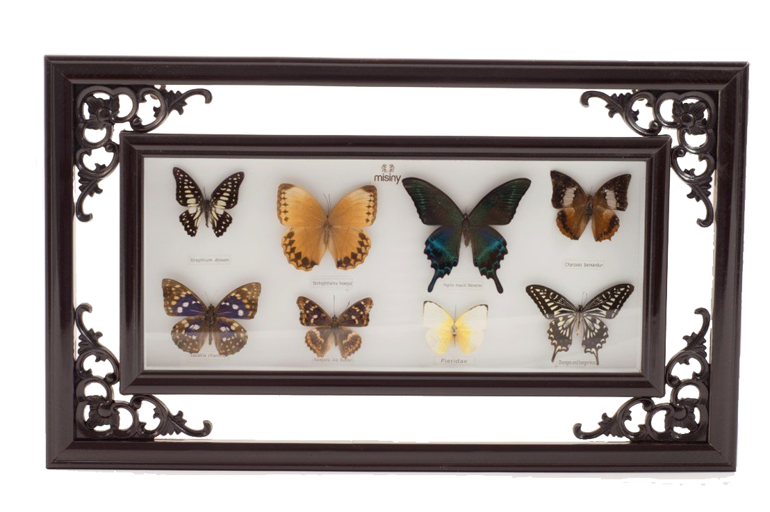Misiny-Vidula Gerçek Kelebek Koleksiyonu