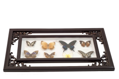 Misiny-Vidula Gerçek Kelebek Koleksiyonu