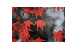 Misiny-Yaprak Digital Baskı Kanvas Tablo 001-60 x 40 cm