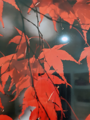 Misiny-Yaprak Digital Baskı Kanvas Tablo 001-60 x 40 cm