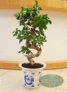 Bonsai Ginseng