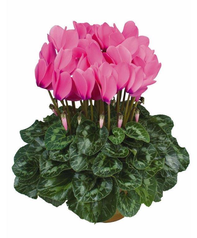 Cyclamen