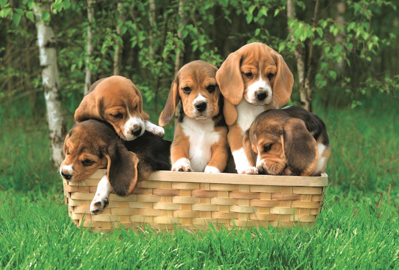 Trefl Puzzle Beagle Puppies 60 Parça Yapboz