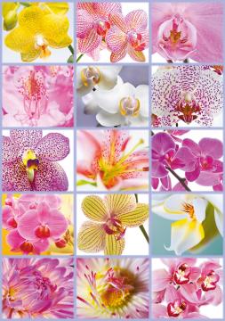 Educa Puzzle Collage Of Flowers 1500 Parça Puzzle