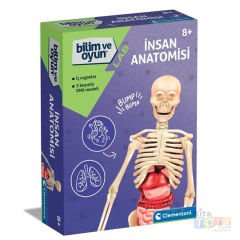 İnsan Anatomisi Modeli (İskelet Sistemi, İç Organlar) 64297 Maketi