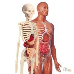 İnsan Anatomisi Modeli (İskelet Sistemi, İç Organlar) 64297 Maketi