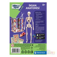 İnsan Anatomisi Modeli (İskelet Sistemi, İç Organlar) 64297 Maketi