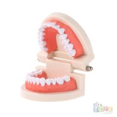 Diş Maketi (Modeli) Öğretim Materyali