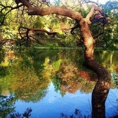 Atatürk Arboretumu Okul Gezisi ( Atatürk Arboretumu Okul Turu, Atatürk Arboretumu Okul Gezileri )