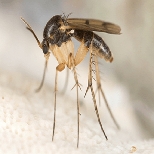 Mantar Sivrisineği