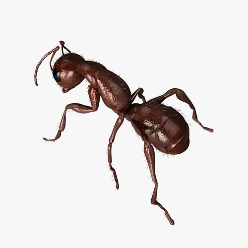 Marangoz Karınca