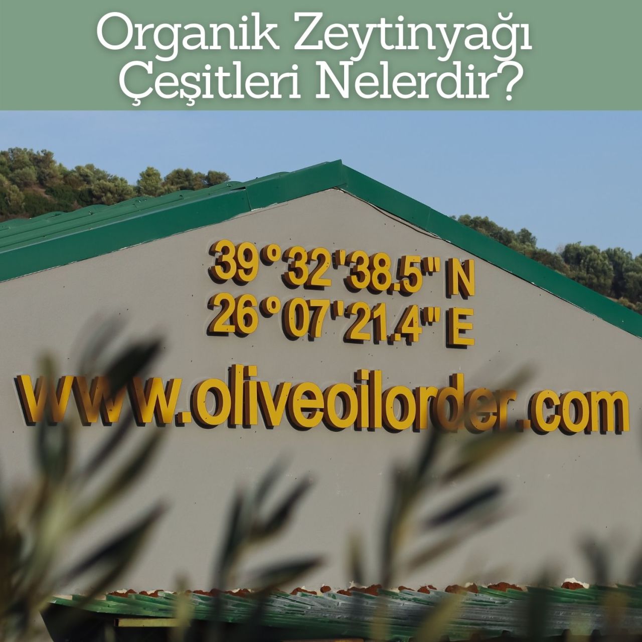 Organik Zeytinyağ Çeşitleri Nelerdir?