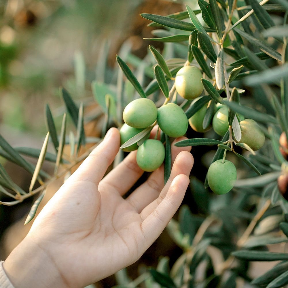 Zeytin Çeşitleri