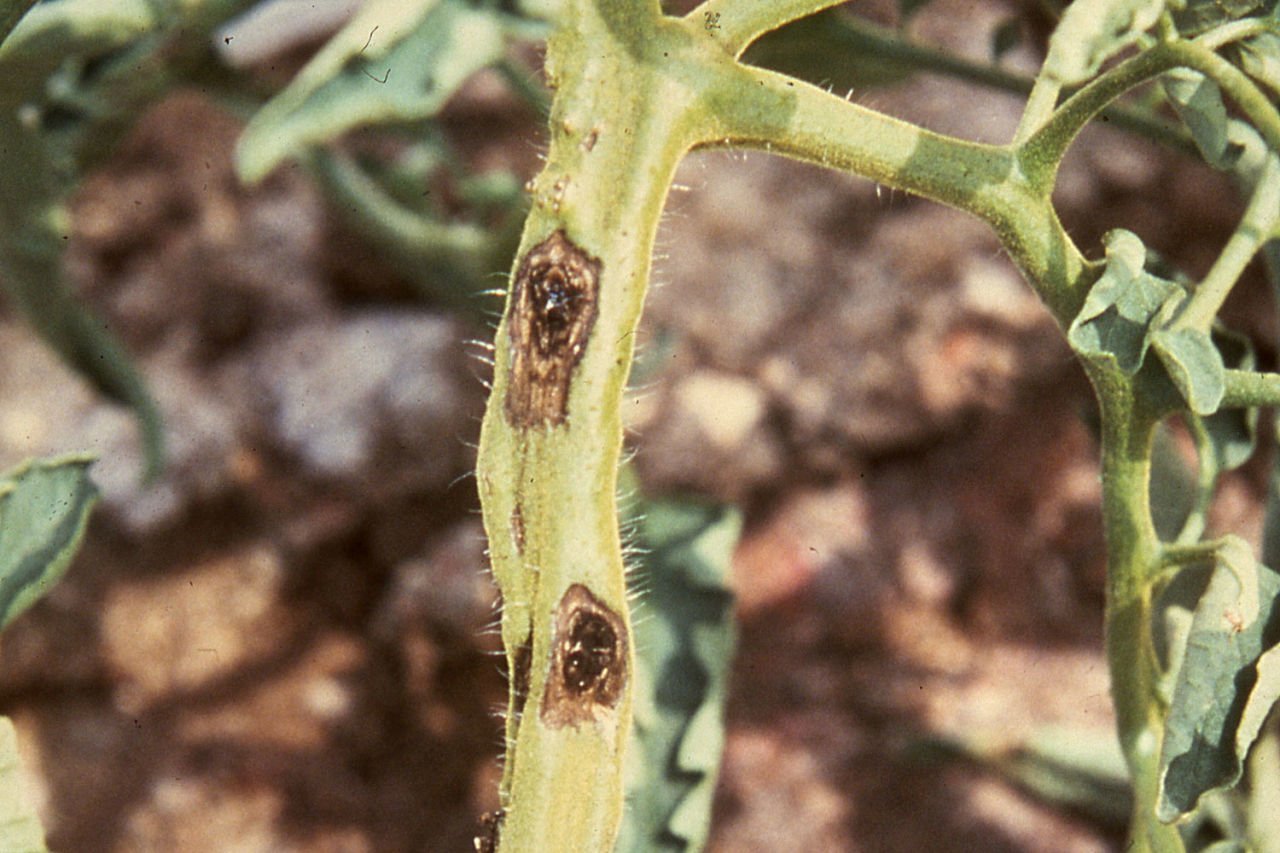 Alternaria Dal Kanseri hastalığı